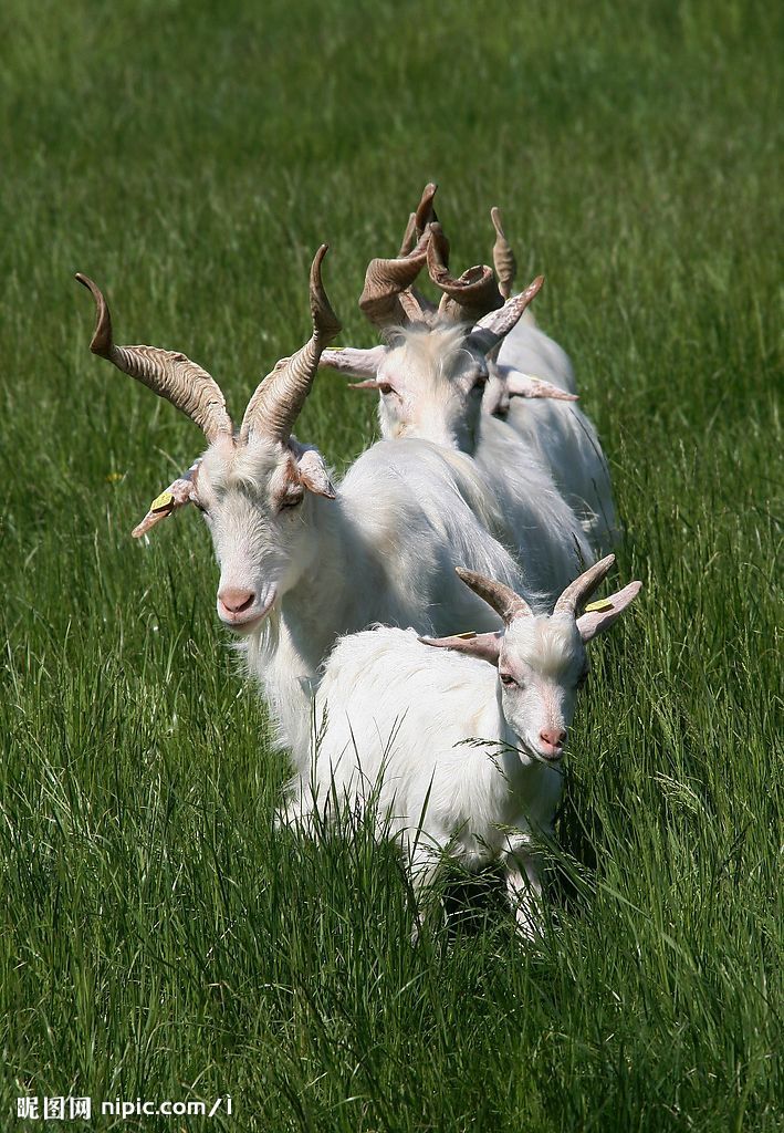 波图格萨北山羊