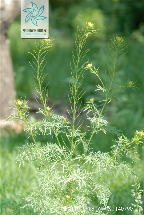 播娘蒿