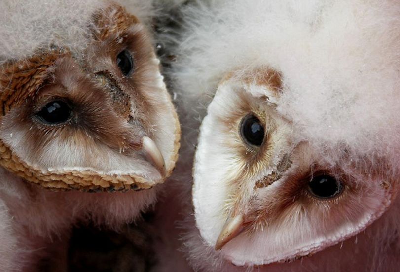  p>仓鸮欧洲亚种(学名: i>tyto alba guttata /i>)是 a target="