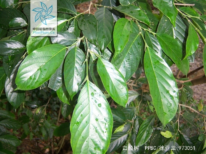  p>白颜树(学名: i>gironniera subaequalis /i> planch.