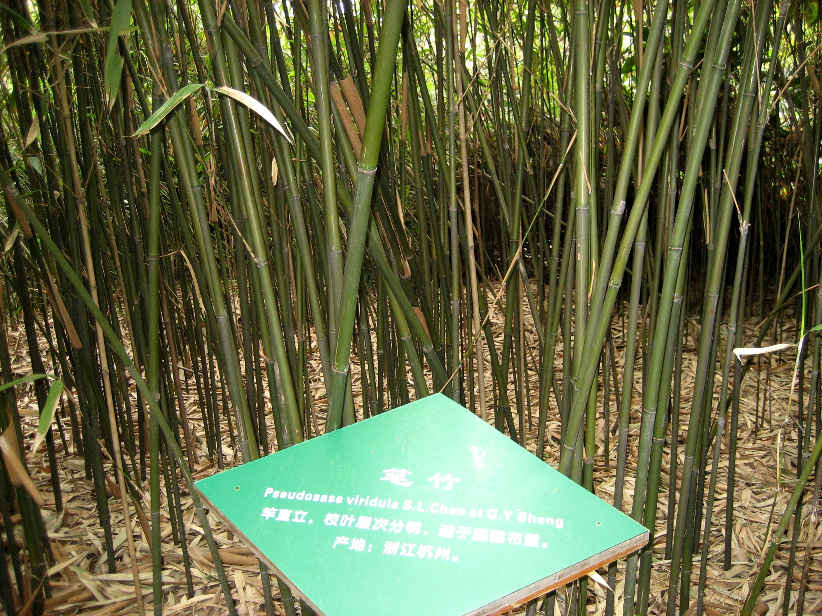 pseudosasa viridula s. l. chen et g. y. sheng
