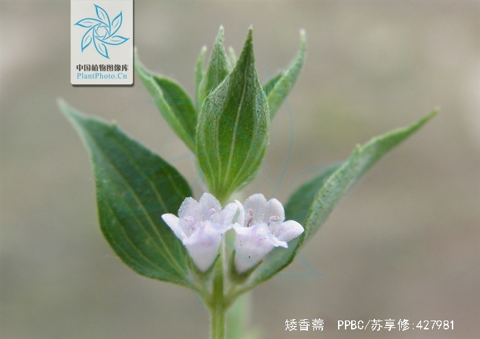  p>矮香薷,是一种 a href="#">唇形科 /a>, a href="#">香薷属 /a>的