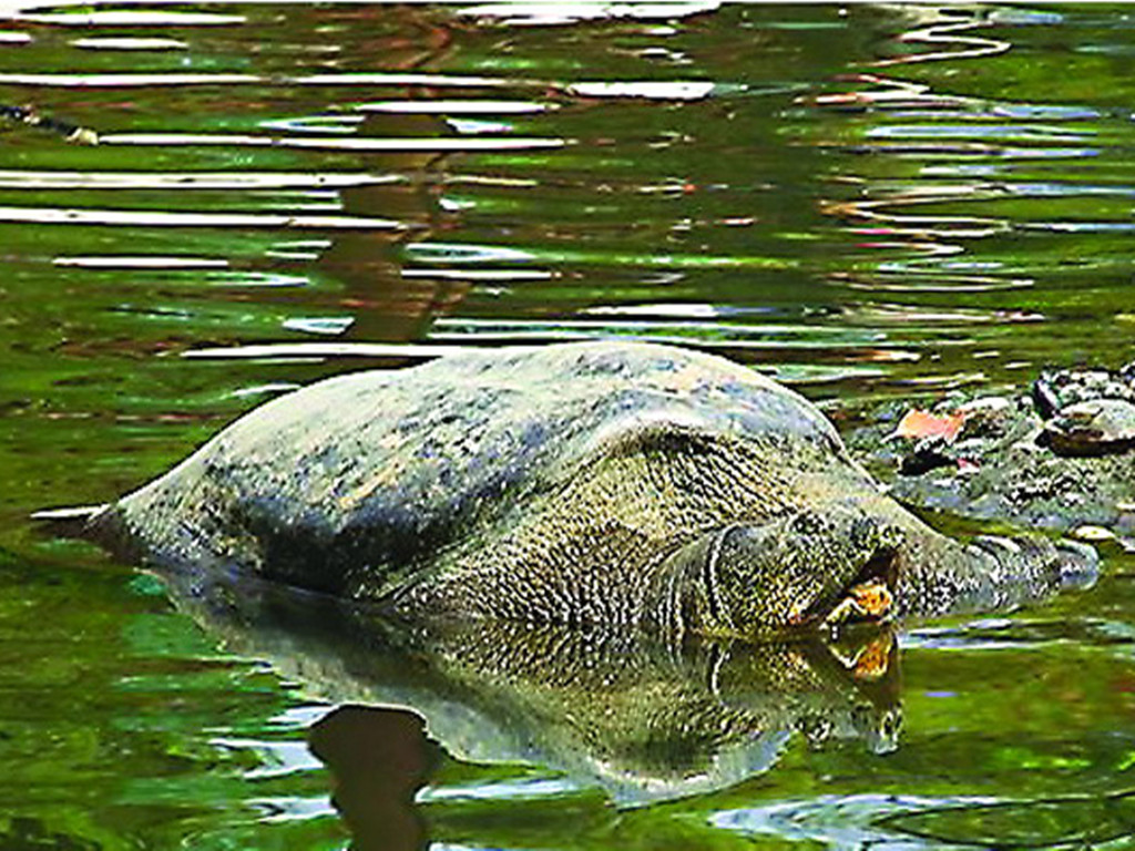  p>斑鳖(学名: i>rafetus swinhoei /i>):又名 a target="_blank"