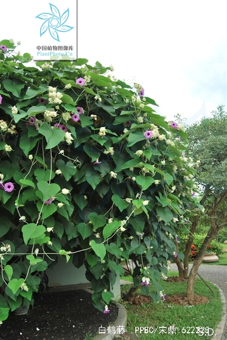  p data-id="tzzp69ymxudl">白鹤藤( i>argyreia acuta /i> lour.