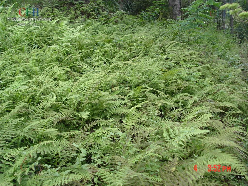  p>长根金星蕨(学名: i>parathelypteris beddomei /i> (bak.