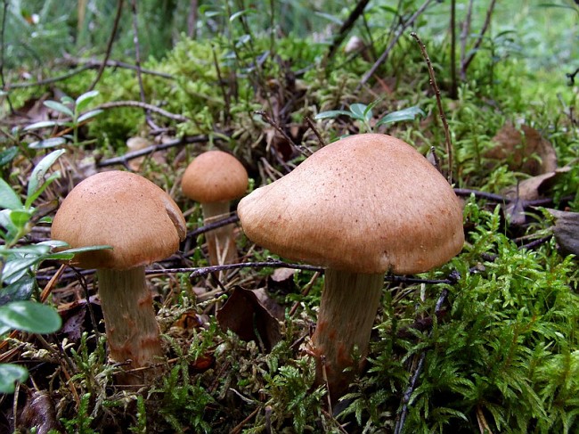 cortinarius armillatus (fr.) fr.
