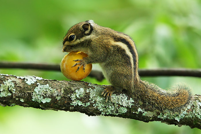  p>隐纹花松鼠(学名: i>tamiops swinhoei /i>)也叫隐纹花鼠,黄腹花