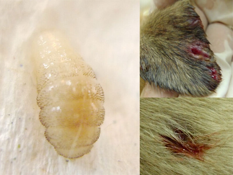  /a>常见的一种 a target="_blank" href="/item/寄生虫病/4699770"