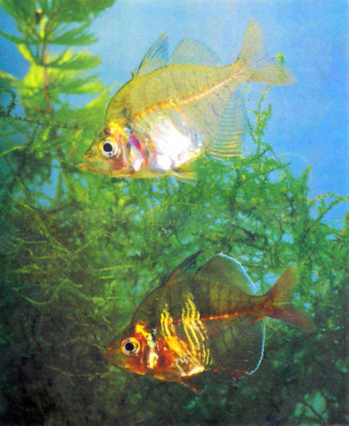  p>玻璃鱼,鱼身透明, a href="#" data-lemmaid="592697">鱼鳍 /a>为