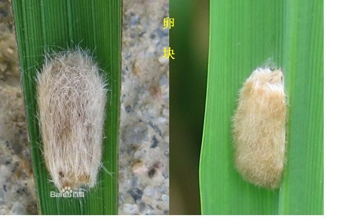  p>三化螟, i>tryporyza incertulas  /i>(walker), a href="#">鳞翅