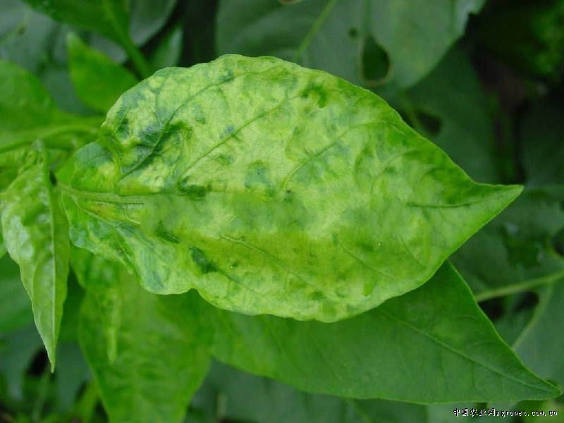 辣椒条斑病毒病