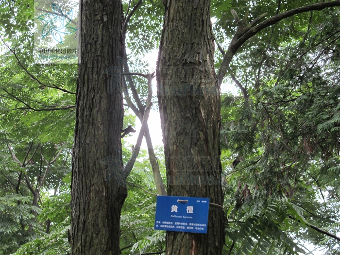 巴里黄檀db-03家系