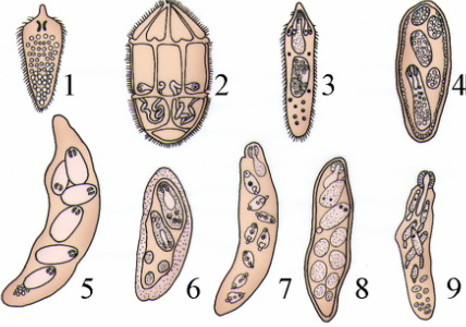  p>见于吸虫纲的复殖类发育中,是继毛蚴之后,相当于单性虫(parthenit