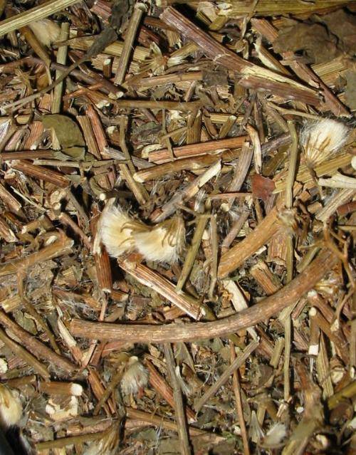 千里光（中药）_百度百科