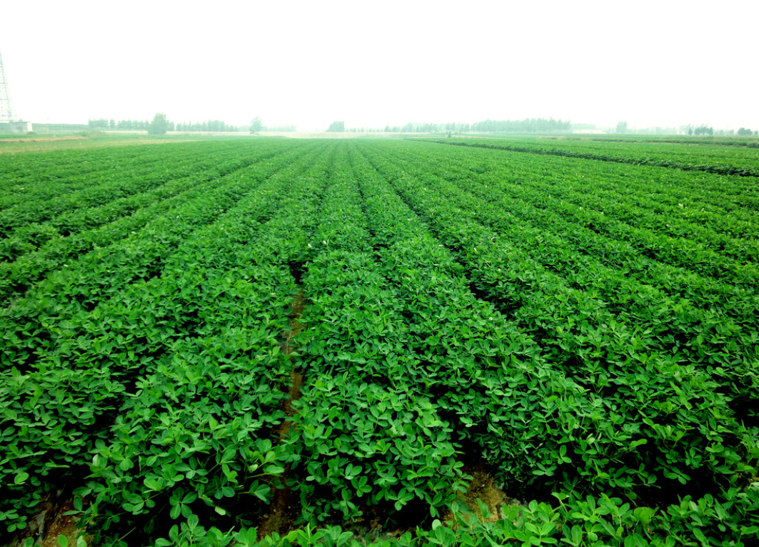 阿玛瑞罗平托花生