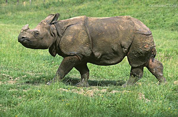 rhinoceros unicornis