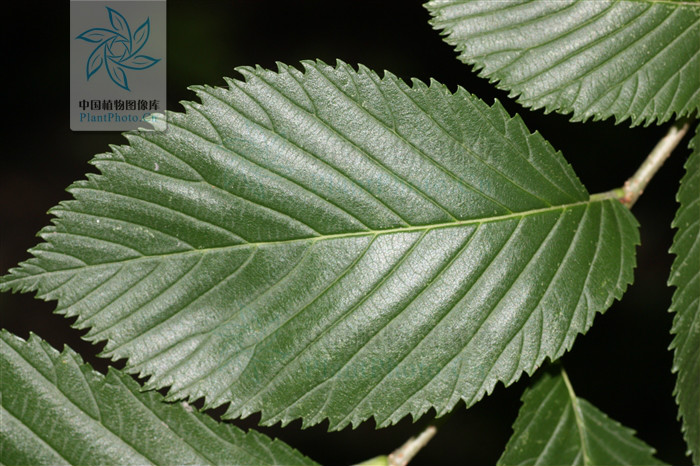  p> a href="#" data-lemmaid="8536992">圆冠榆 /a>(学名: i>ulmus