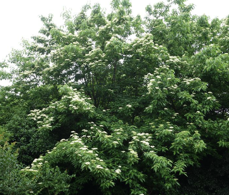  p>梾木(学名: i>cornus /i>  i>macrophylla /i> wall.