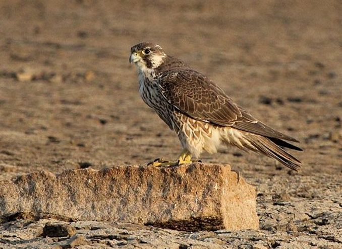  p>国鸟(national bird): a target="_blank" href="/item/鸟类">鸟类