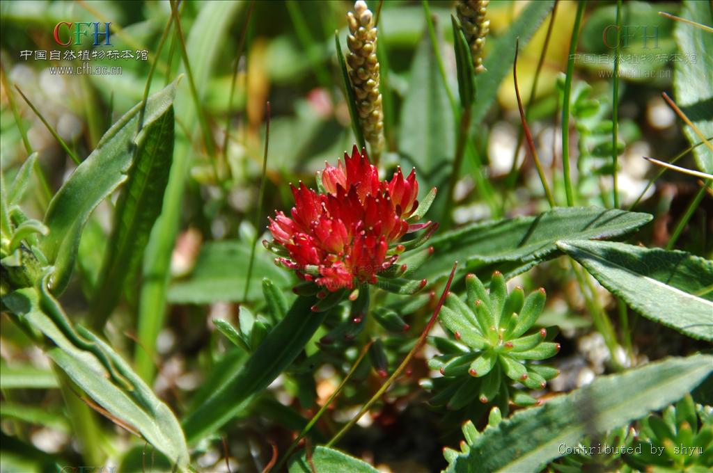  p> b>长白红景天 /b>(学名: i>rhodiola angusta /i>),是 a href="#"