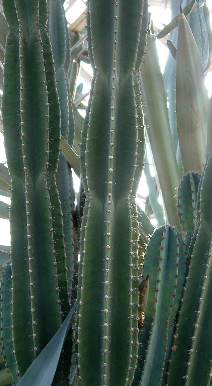  p>天轮柱,又名仙人柱.天轮柱属.原产西印度群岛至阿根廷带.