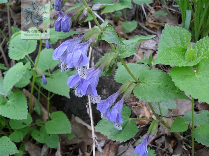  p>荨麻叶龙头草,拉丁名为meehania urticifolia (miq.