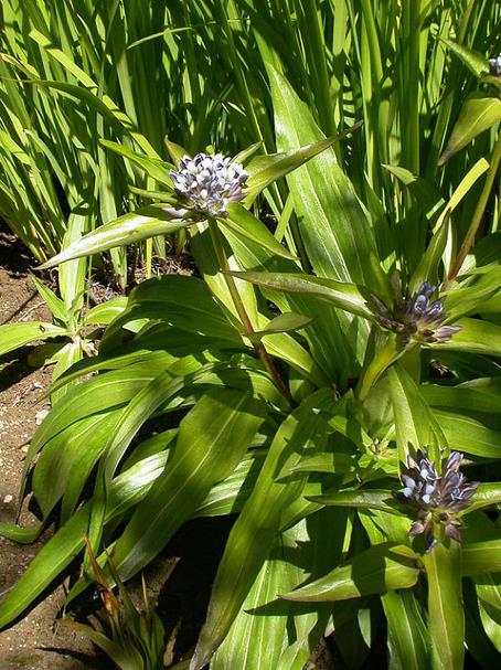 gentiana tibetica king ex hook. f.