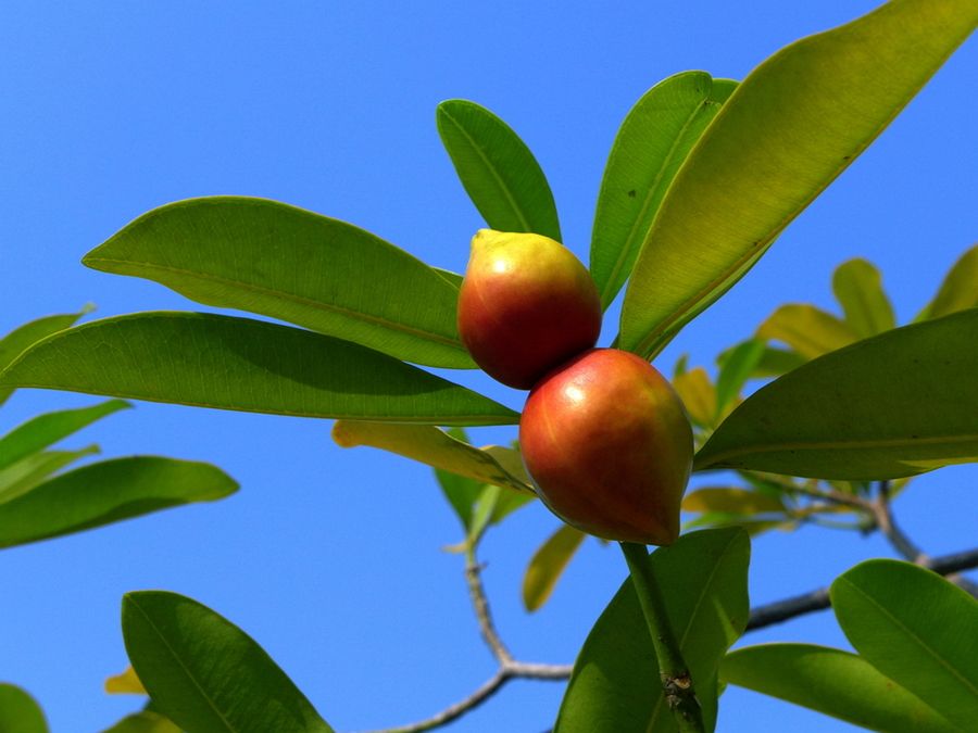  p>玫瑰木属,被子植物门木兰纲桃金娘目 a href="#" data-lemmaid="