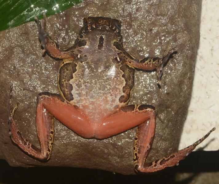  p>峨眉角蟾(学名: i>megophrys omeimontis /i>)是角蟾科,角蟾属两栖