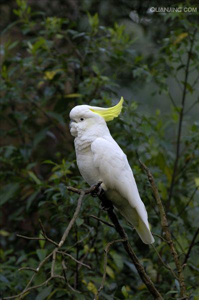  p>葵花凤头鹦鹉(学名: i>cacatua galerita /i>)是 a href="#" data