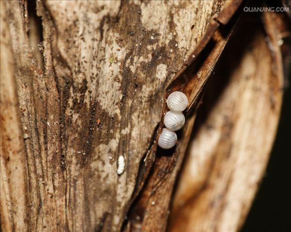 整个翅面酷似猫头鹰的脸,是极其巧妙的伪装.