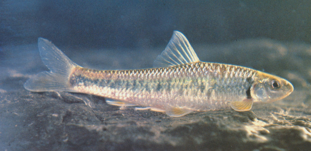 sarcocheilichthys  kiangsiensis