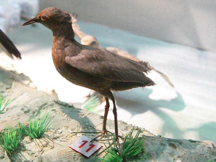 pardirallus sanguinolentus