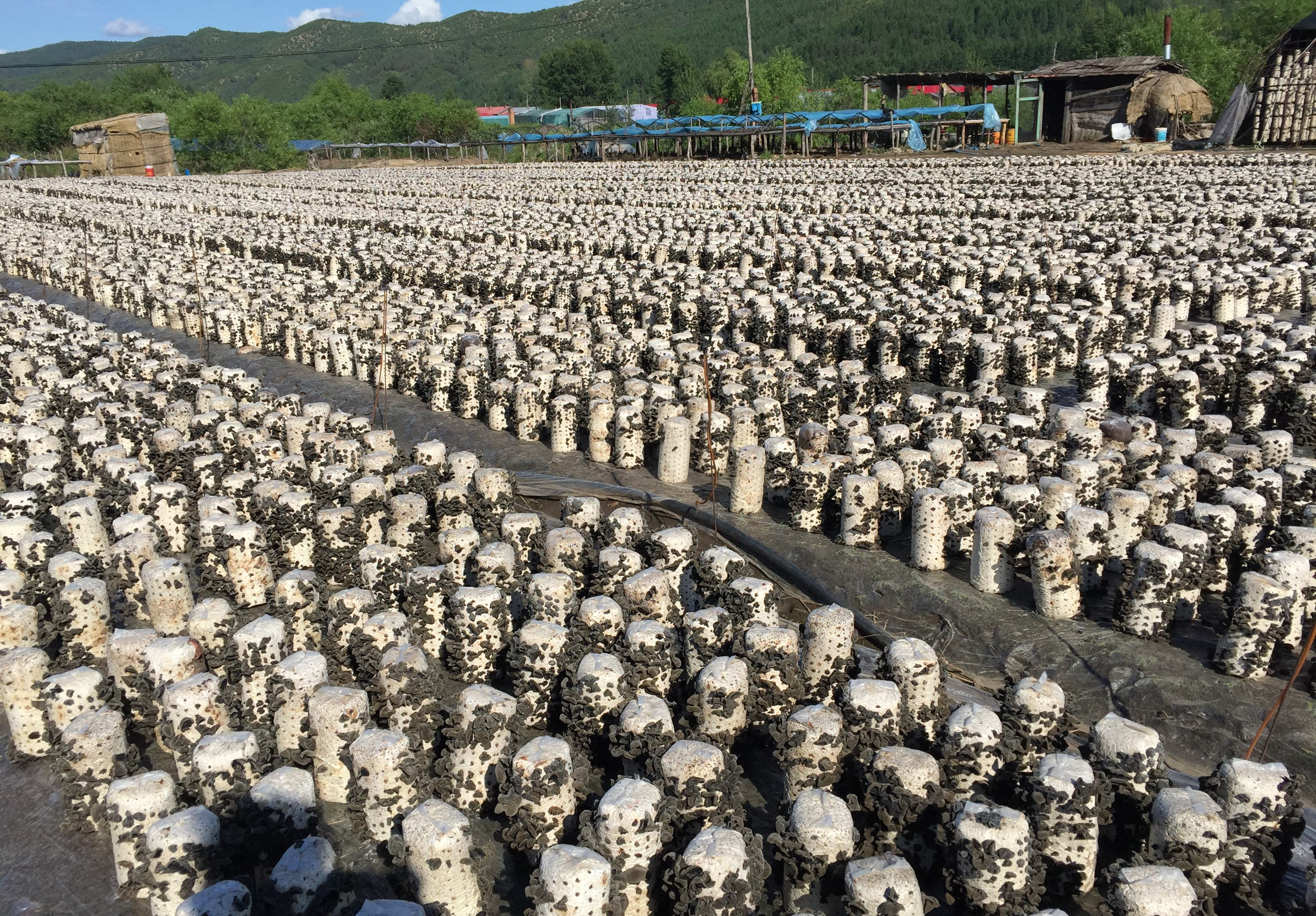 桓仁黑木耳(黑木耳耳的功效与作用)