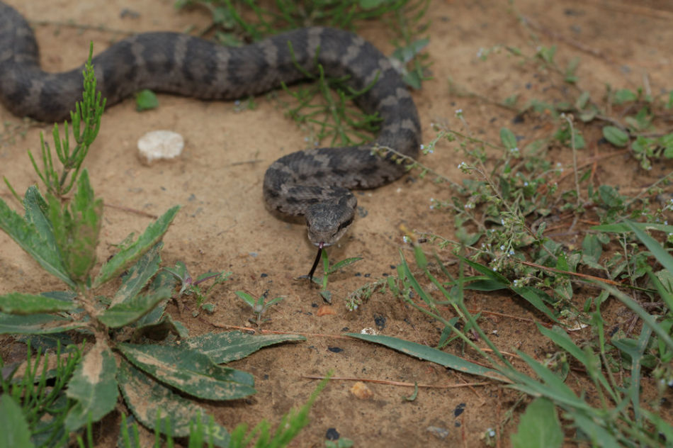 白眉蝮乌苏里亚种