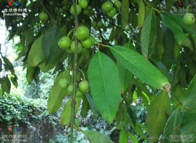  p>藤黄属(学名:garcinia linn.)乔木或灌木,通常具黄色树脂.