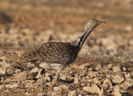  p>翎颌鸨(学名:chlamydotis undulata)体型较 a target="_blank"