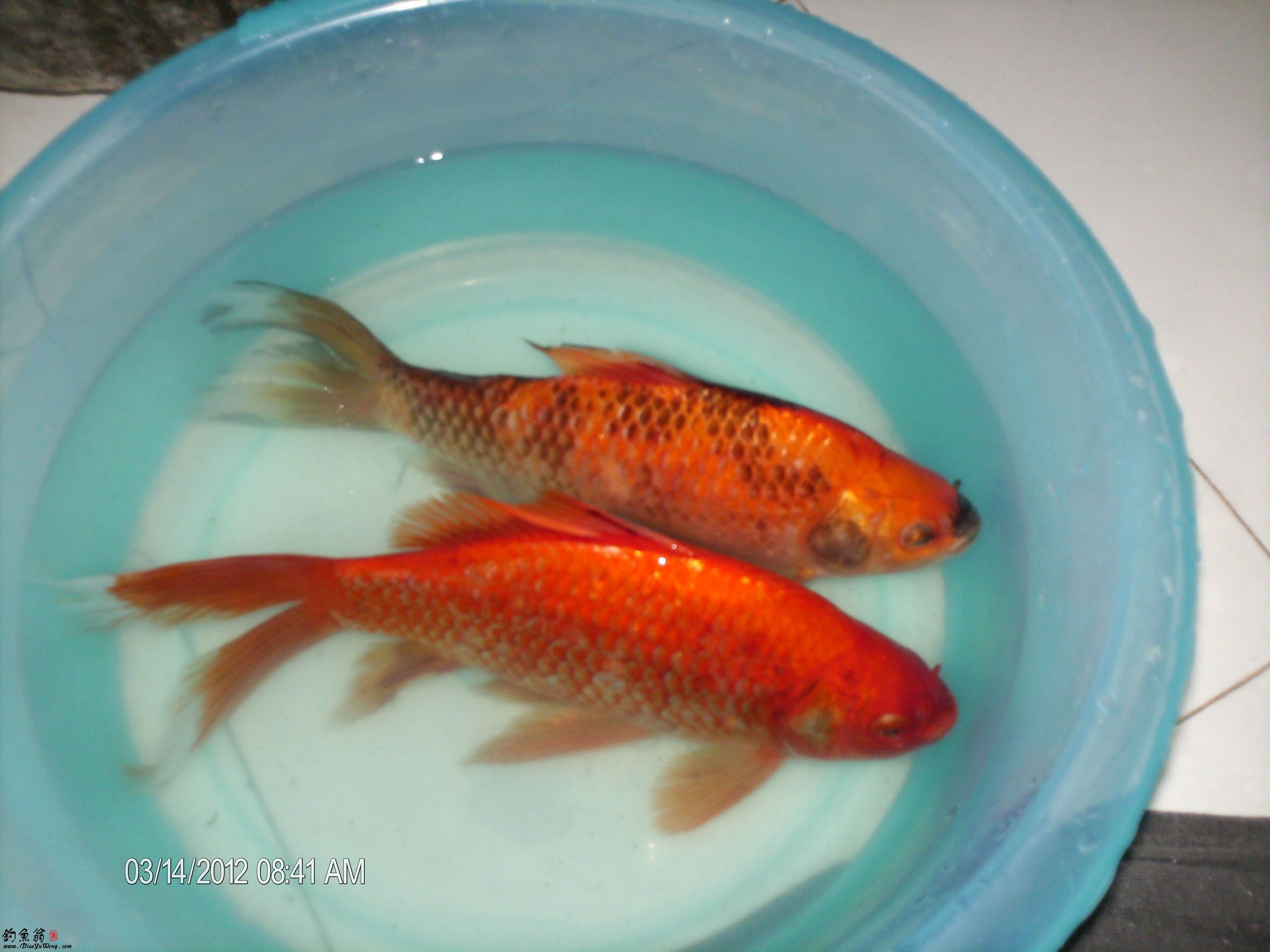 红鲫是普通 a target="_blank" href="/item/鲫鱼/322414" data-lemma