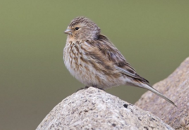  p>黄嘴朱顶雀(学名: i>linaria flavirostris /i>):为燕雀科金翅雀属