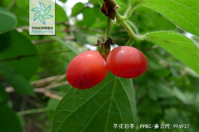  p>早花忍冬(学名: i>lonicera praeflorens  /i>batal.