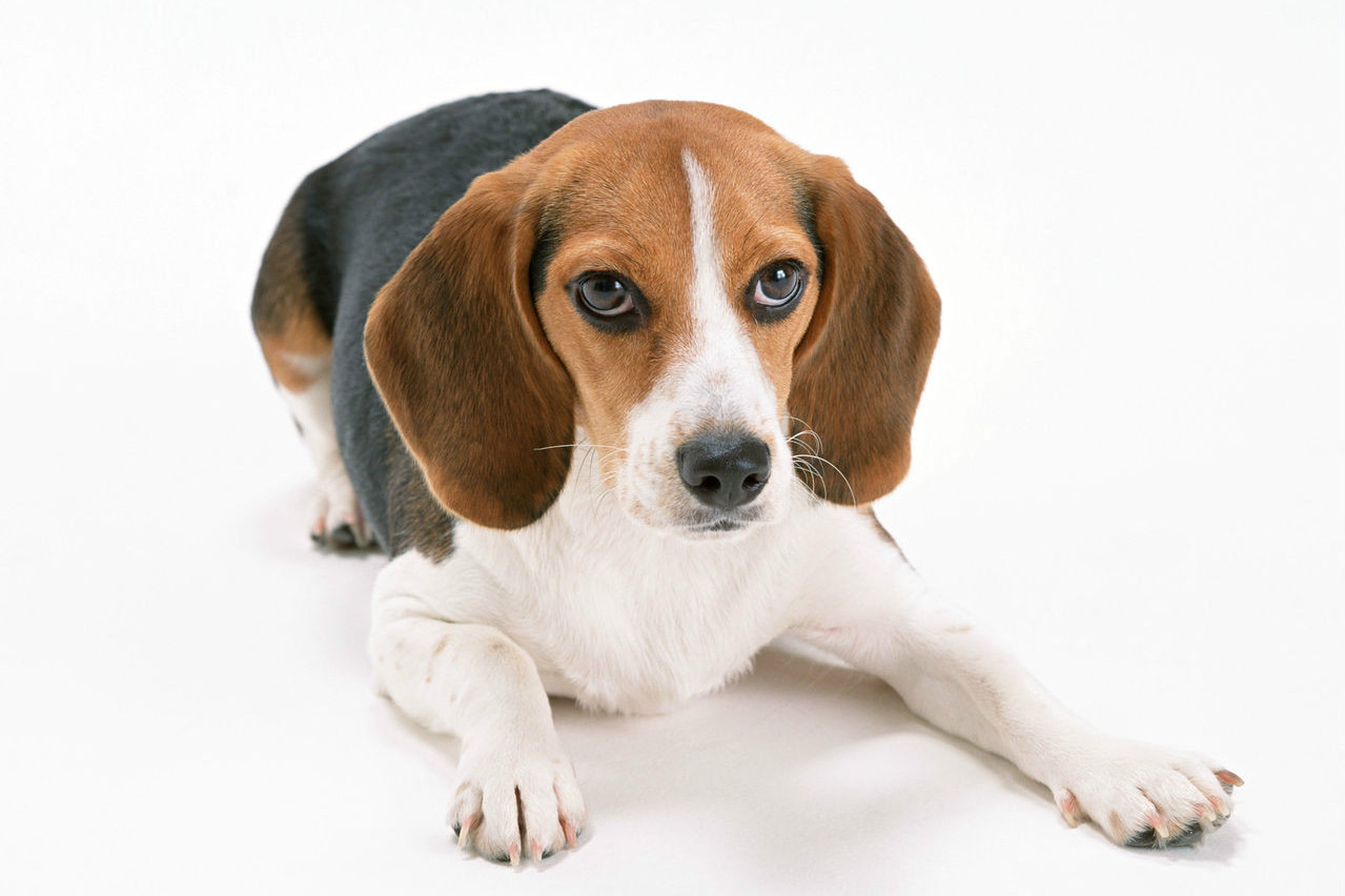 猎兔王子：哈利犬_百科TA说