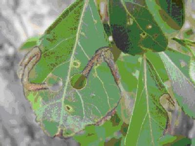  p>—杨潜叶跳象 /p> p>应治:一年2代,以成虫在枯枝落叶下越冬.