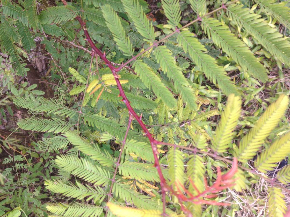  p>光荚含羞草(学名: i>mimosa sepiaria  /i>benth i>.