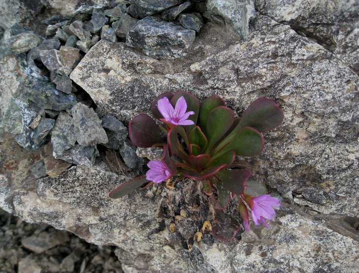 gray) parry ex s. watson