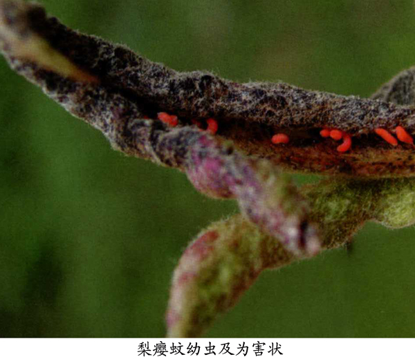  p>昆虫名,为双翅目,瘿蚊科.寄主是梨树.
