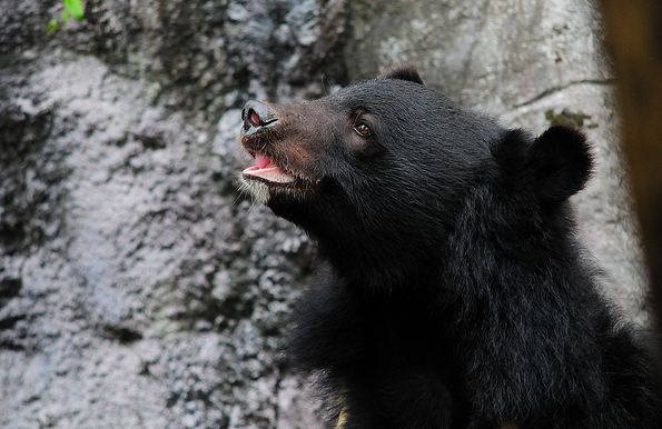 台湾黑熊