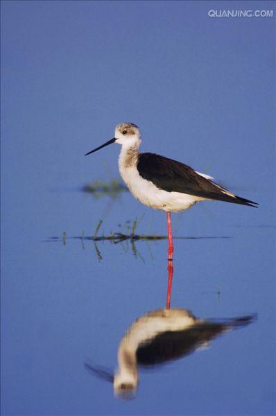  p>黑颈长脚鹬(学名: i>himantopus mexicanus /i>)是一种修长的黑白