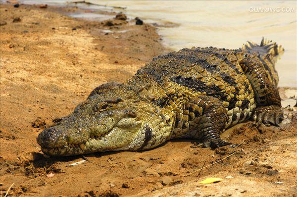  p>尼罗鳄(学名: i>crocodylus niloticus /i>),是非洲最大的鳄鱼和最