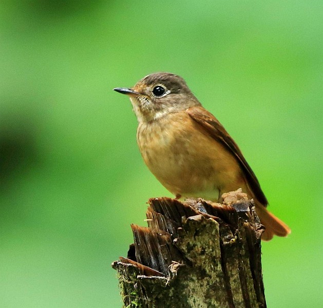  p>棕尾褐鹟( i>muscicapa ferruginea /i>):体重9-16克;体长109-122