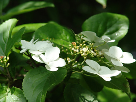 <p>黄山植物